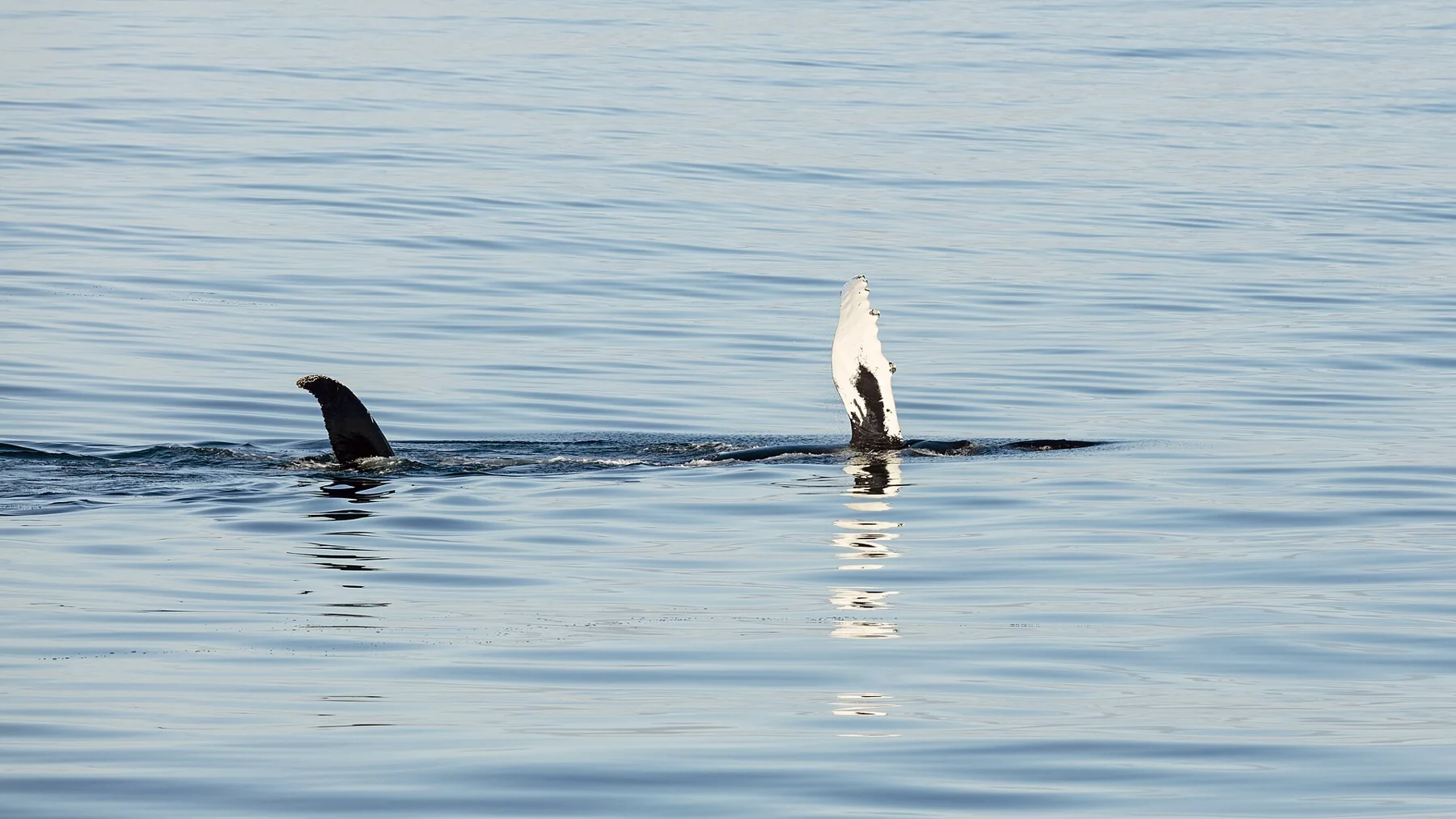 Humpback whale surfacing in the Barents Sea