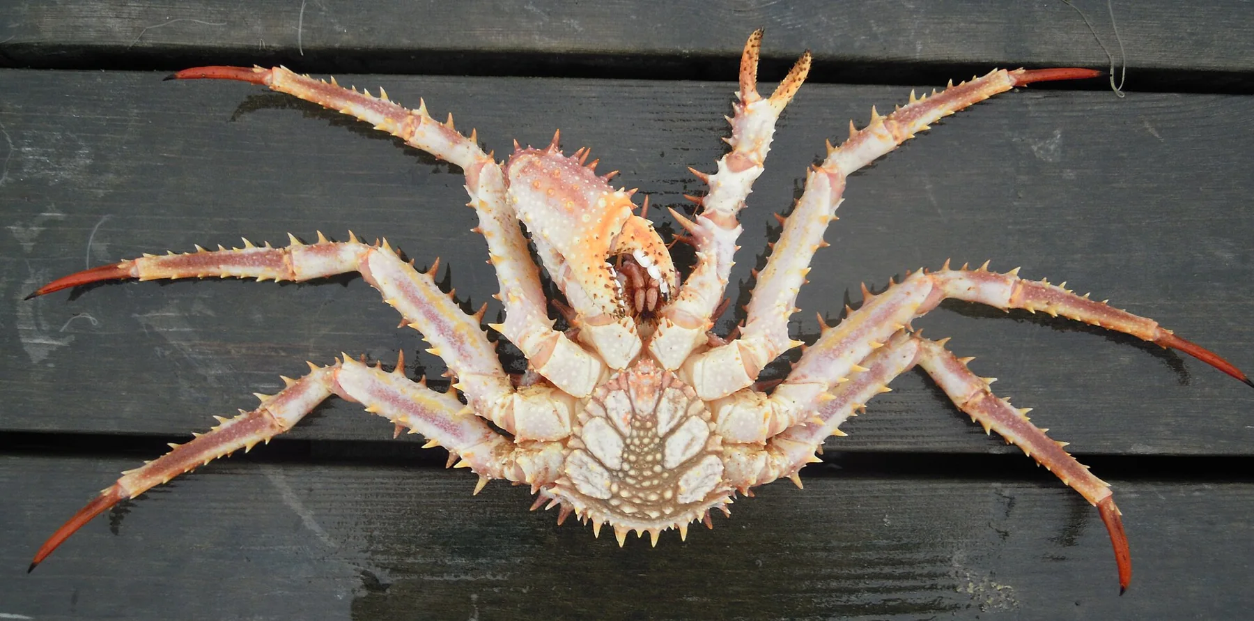 Close view of a Norwegian king crab
