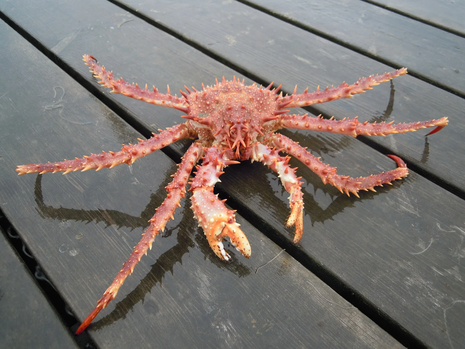 King crab photographed in Norwegian waters